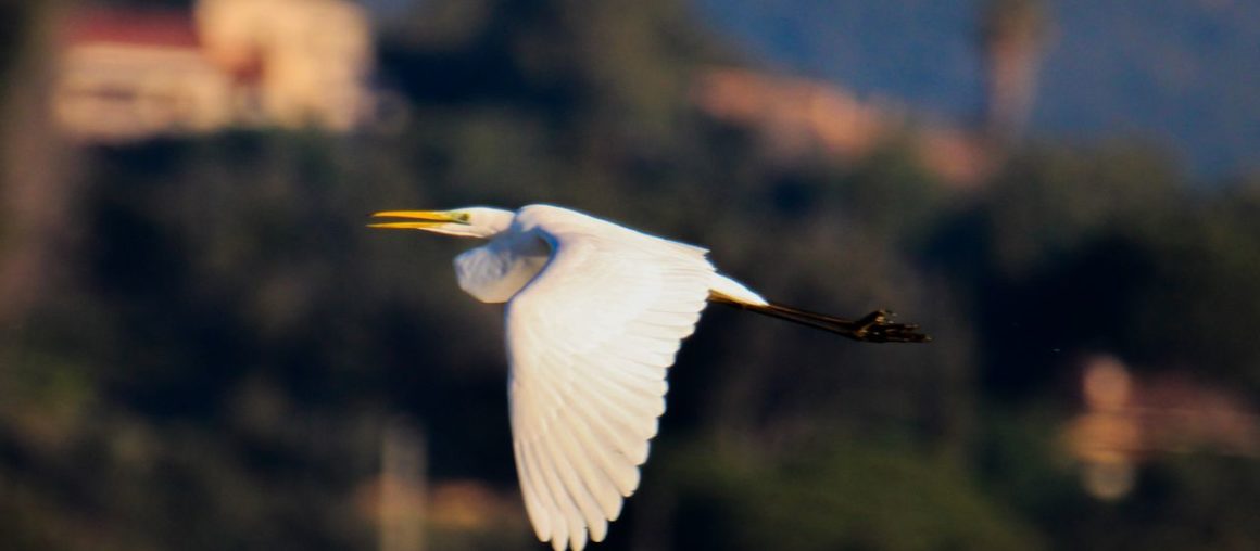 Découverte de l'île aux Oiseaux : Un sanctuaire aviaire sur le Bassin d'Arcachon